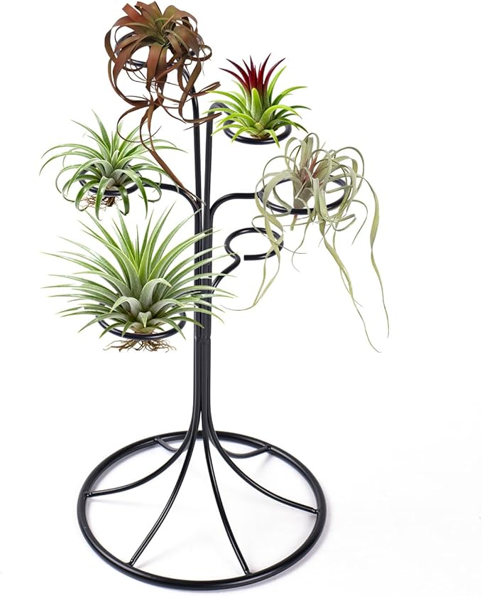 Air Plant Holder Iron Tree Stand Metal Air Plant Display with 6 Rings, Round Base Tillandsia Holder for Home Office Tabletop Decoration (Plants Not Included)