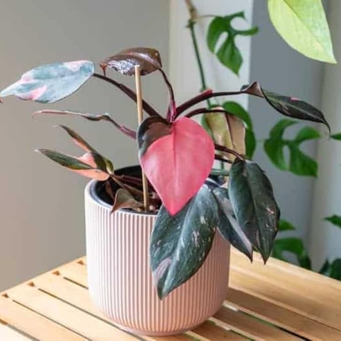 Philodendron Plant, Rare Tropical Variegated Live Indoor Houseplant, 5-8" Tall, No Pot (Pink Philodendron Plant)