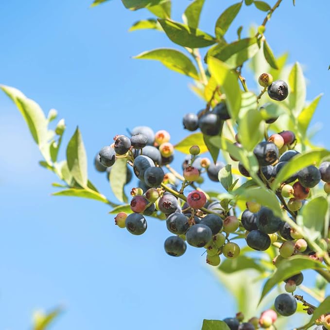 Perfect Plants Premier Blueberry Bush 1 Gallon | Live Plant for Outdoor Planting | Low Maintenance | Delicious Edible Blue Berry Fruit Tree
