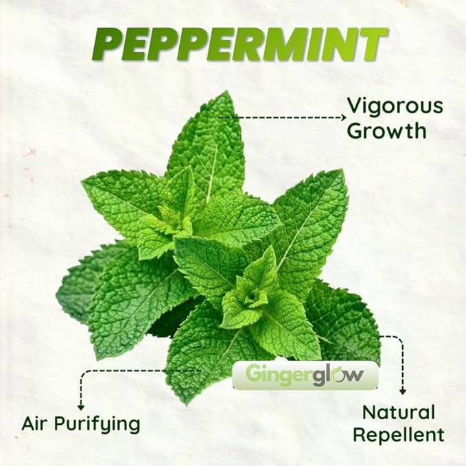 Peppermint Plants Live, Mint Plants for Inside and Home Décor, 3-Inch Potted Fresh Herb for Kitchen Gardens and Indoor Outdoor Growing