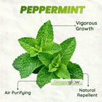 Peppermint Plants Live, Mint Plants for Inside and Home Décor, 3-Inch Potted Fresh Herb for Kitchen Gardens and Indoor Outdoor Growing