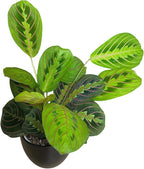 Live Plant, Red Maranta Prayer Plant, Pet Friendly, Air Purifying Plant, Easy Care, Easy to Grow Live Indoor Plant, Houseplant, Rare Indoor Plant, Home Décor 4.7 inch Pot (Black)