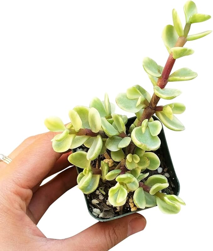 Elephant Bush Portulacaria afra - Live Succulent Plant, 2 Inch Plastic Pot, Small Round Green Leaves on Woody Stems, Easy Care Pet Friendly Indoor Outdoor Plant for Bonsai, Home Decor, Plant Gifts