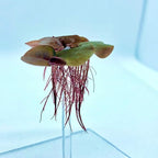 Aquarigram Floating Plant Combo Pack! (Amazon Frogbit, Red Root Floater, Dwarf Water Lettuce, Water Spangles) (Plants Only)