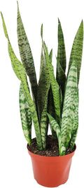 Snake Plant Sansevieria Zeylanica (4" Grower Pot) - Air-Purifying Houseplant - Easy to Care Houseplant for Beginners - Bright to Medium Light Plant