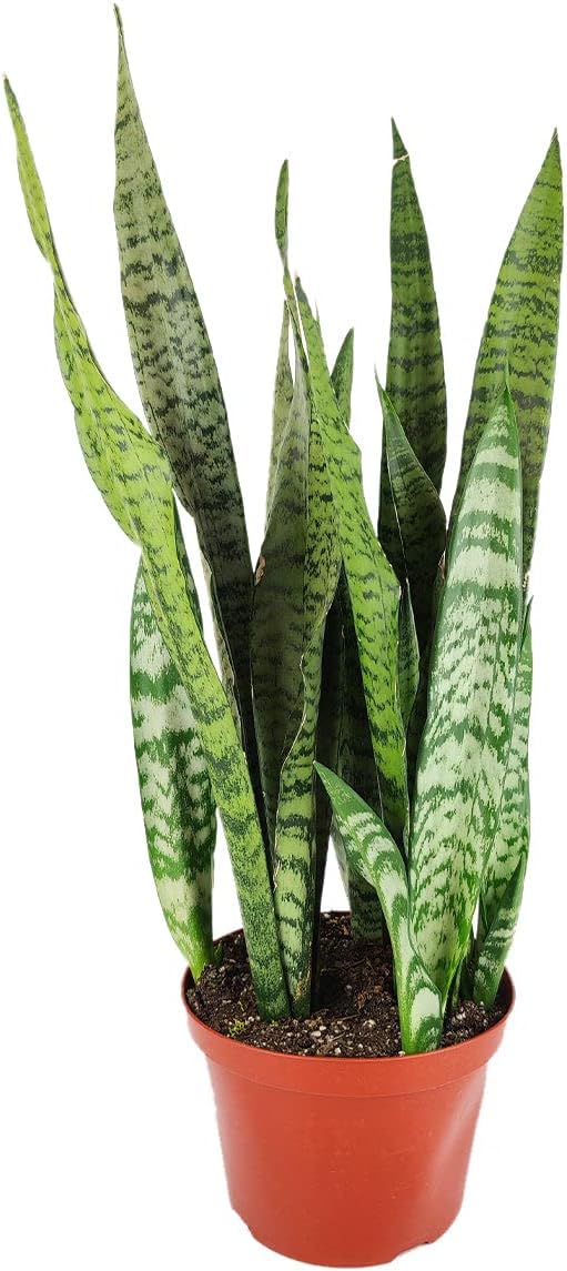Snake Plant Sansevieria Zeylanica (4" Grower Pot) - Air-Purifying Houseplant - Easy to Care Houseplant for Beginners - Bright to Medium Light Plant
