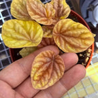 Peperomia Quito Live Plant, Pet-Safe Copper Orange Red Houseplant in 3-Inch Grower Pot, Beginner-Friendly Textured Indoor Tropical Plant for Home and Office Decor