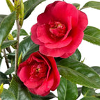 Blooming & Beautiful - Rosehill Red Camellia - 3 gal - Semi-Double Blooms - Evergreen Shrub - Camellia Japonica 'Rosehill Red' - 3 Gallon Pot