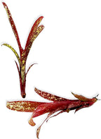 ragnaroc Live Plants – Bromeliad Billbergia Casa Blanca Bare Root, Giant 8-12" - 1ct - Live Arrival Guaranteed - House Plants for Home Decor & Gift