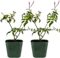 Mini Pink Jasmine Vine, Fragrant and Live Houseplant, 2 Inch Pot, Jasminum Polyanthum (2)