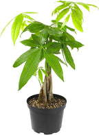 Live Money Tree Houseplant in 6" Grower Pot, Air Purifying Pet Friendly Plant, Easy Care for Beginners, Pachira Aquatica, Bonsai & Feng Shui Houseplants by Plants for Pets