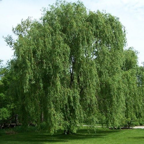 5 Willow Trees- Ready to Plant - 2 Weeping Willow Trees + 2 Austree Hybrid Willow Trees + 1 Corkscrew Willow Tree - Indoor Outdoor Live Trees - Bonsai Starts