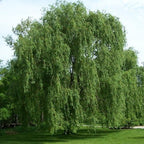 5 Willow Trees- Ready to Plant - 2 Weeping Willow Trees + 2 Austree Hybrid Willow Trees + 1 Corkscrew Willow Tree - Indoor Outdoor Live Trees - Bonsai Starts