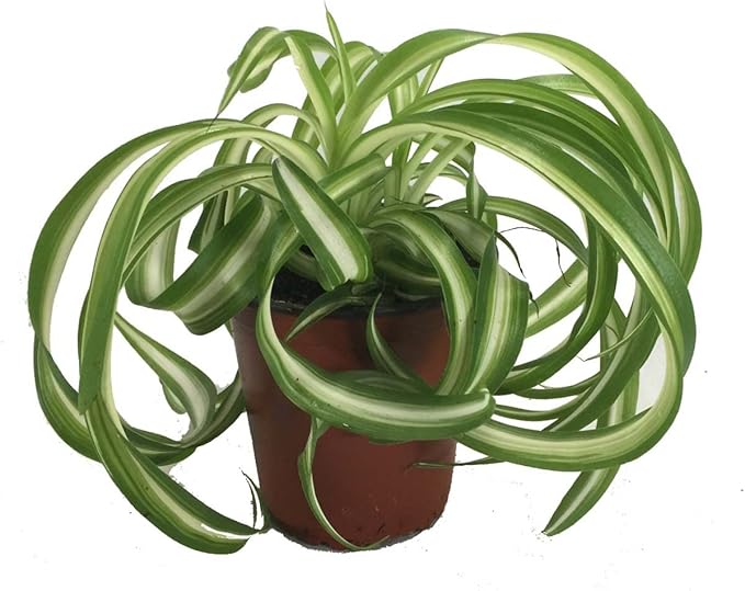 Bonnie Curly Spider Plant - Easy - Cleans The Air - 4" Pot - Grown by Hirt's Gardens