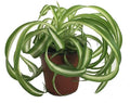 Bonnie Curly Spider Plant - Easy - Cleans The Air - 4" Pot - Grown by Hirt's Gardens
