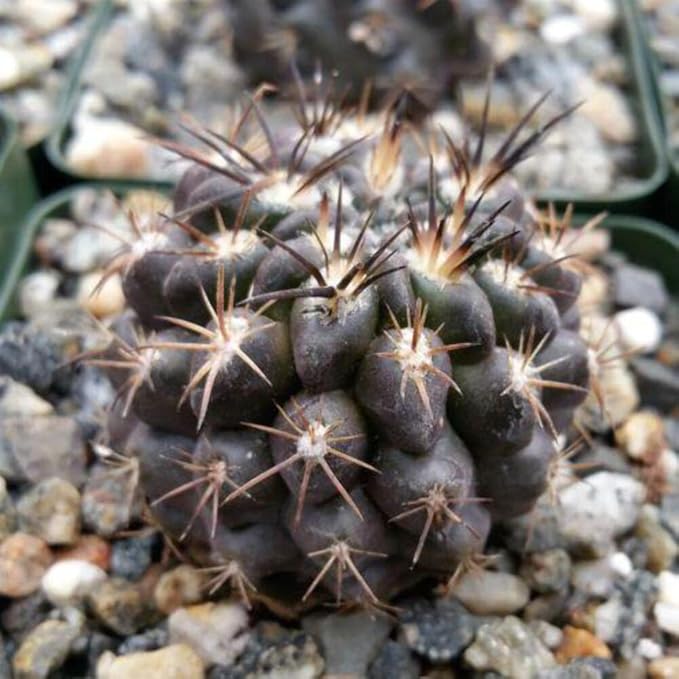 Neochilenia huascensis eriosyce crispa Cacti Cactus Succulent Real Live Plant