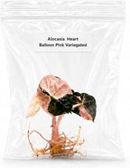 Rare Alocasia Heart Balloon Pink Variegated Tissue Culture, Live Plant Starter, Collectible Live Plants, Exotic Plants Live Houseplants