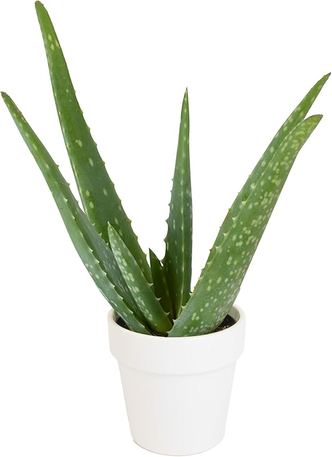 Aloe Vera Plant Gift in 4" White Pot, Live Succulent, Easy Plant for Beginners, Real Succulents for Home or Office, Indoor Houseplant Decor by Plants for Pets