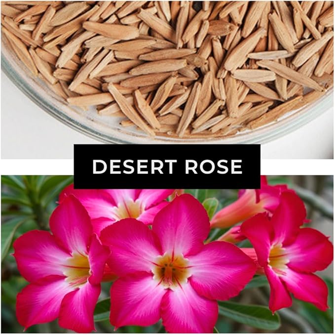 Mixed Color Desert Rose Seeds | Easy to Grow Adenium Obesum - Exotic Bonsai Plant (20 Seeds)