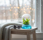 Venus Fly Trap, Fly Trap Carnivorous Plant, a Fun & Live Gift!