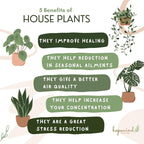 Calathea Burle Marx, Fishbone Prayer Plant, Unique and Easy to Care Live Indoor Plant, 4 inch Pot - Hopewind Plants Shop
