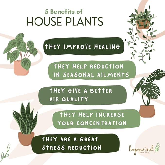 Parlor Palm, Pet-Friendly, Air Purifying Plant, Live Indoor Plant, Neanthe Bella Palm, Easy Care and Easy to Grow and Low Maintenance Live Houseplant in 4 inch Pot