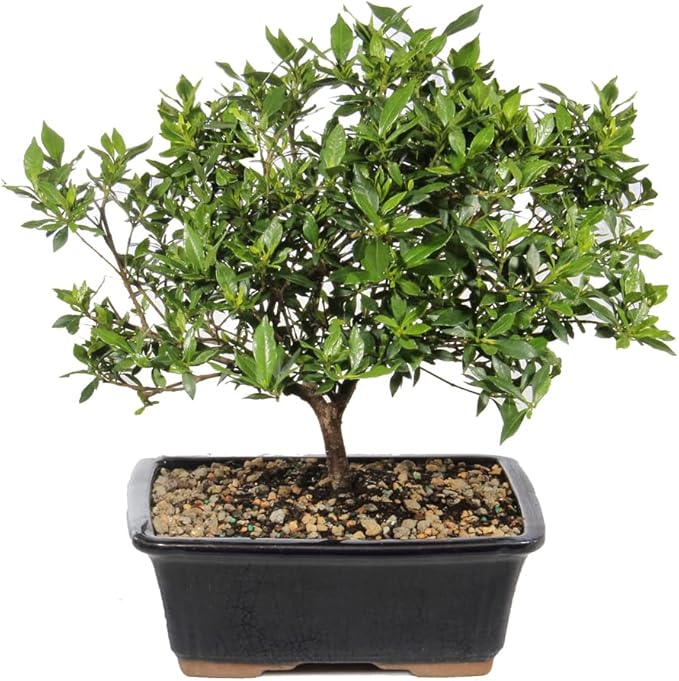 Brussel's Live Gardenia Outdoor Bonsai Tree - 6 Years Old; 10" to 14" Tall with Decorative Container