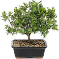 Brussel's Live Gardenia Outdoor Bonsai Tree - 6 Years Old; 10" to 14" Tall with Decorative Container