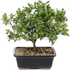 Brussel's Live Gardenia Outdoor Bonsai Tree - 6 Years Old; 10" to 14" Tall with Decorative Container