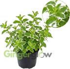 Pineapple Mint Plants Live, Mint Plants for Inside and Home Décor, 3-Inch Potted Fresh Herb for Kitchen Gardens and Indoor Outdoor Growing