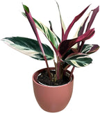 Live Plant Stromanthe Triostar, Pet-Friendly, Tricolor Prayer Plant, 12-16" Tall, Indoor Plant, Easy to Care, Rare Plant, 4.7 inch Decorative Pot (Coral)