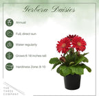 Live Flowering Gerbera Daisies - Shades of Pink (3 Plants Per Pack) - Beautiful Spring Flowers - 12" Tall by 5" Wide in 1 Qt Pot