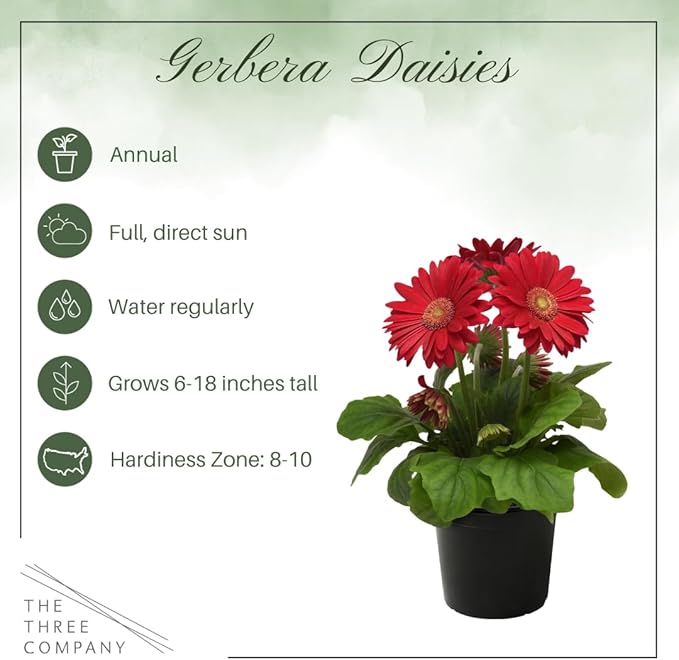 Live Flowering Gerbera Daisies - Shades of Pink (2 Plants Per Pack) - Beautiful Spring Flowers - 12" Tall by 5" Wide in 1 Qt Pot