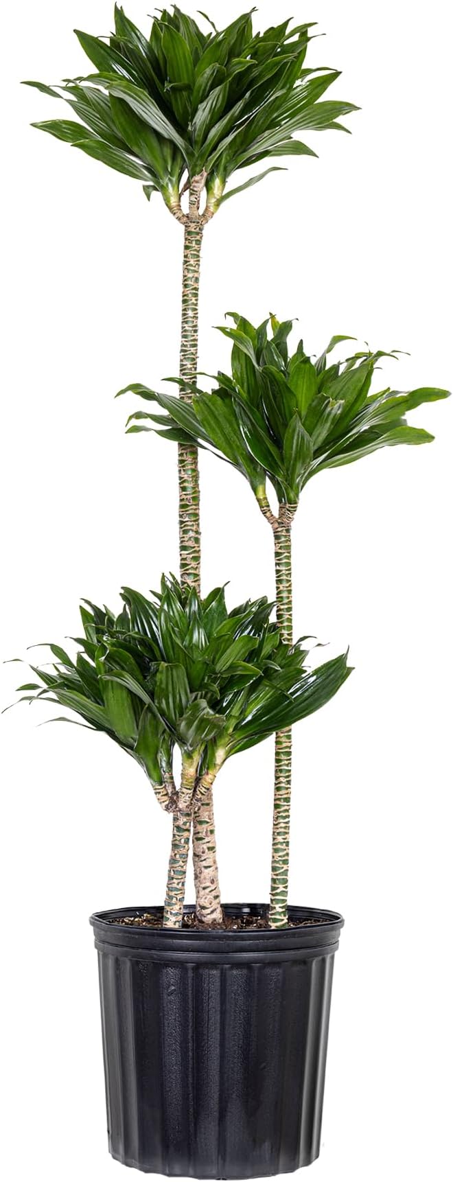 Dracaena Janet Craig Compacta Live Plant Low Light Tropical Indoor Tree Easy Care Air Purifier Plant for Office and Home Decor (Plant Pot, Large (38-48 inches Tall), Dracaena Janet Craig Compacta)
