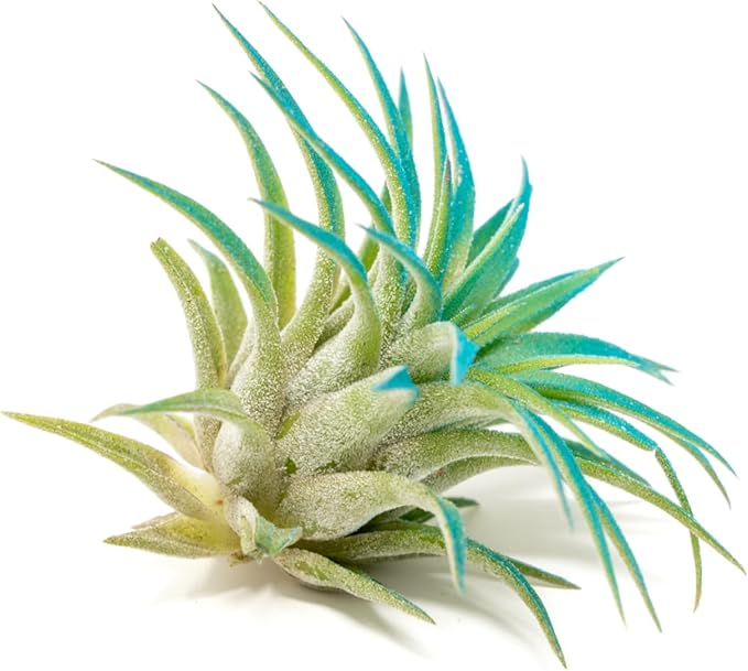 Teal Blue Colorful Tillandsia Air Plants - Long Lasting Color Enhanced Live Tillandsia Succulent House Plants - Home and Garden Decor - Easy Care Indoor and Outdoor (Ionantha Rubra, Pack of 3)