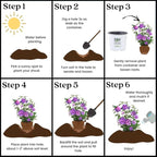Proven Winners 2 Gal. Dark Lavender Chiffon Rose of Sharon (Hibiscus) Shrub