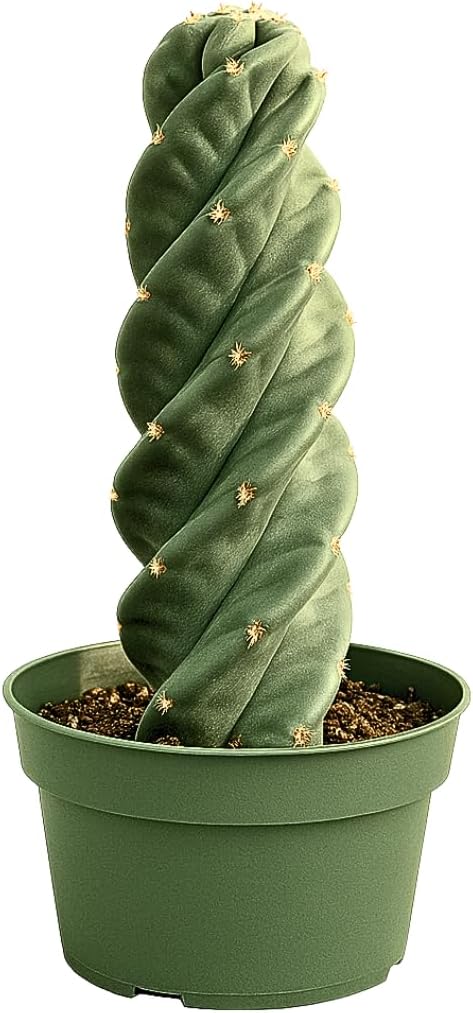 Spiral Cactus – Cereus Validus Spiralis – Rare Live Twisting Succulent, Fast-Growing & Drought-Tolerant – Exotic Statement Plant for Home & Garden (Cereus Validus Spiralis – 6-8 inches Height)