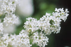Syringa vul. X 'Primrose' (Lilac) Shrub, pale yellow flowers, #3 - Size Container