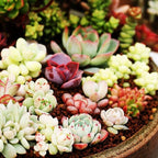 Succulents Mix Rare Plant Exotic Cactus Flower Succulents 200 Seeds
