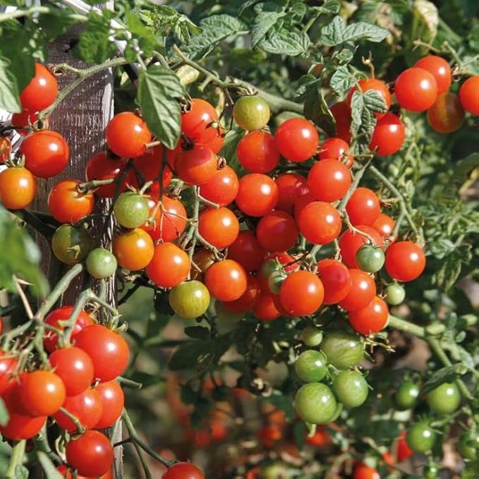 Tomato Cherry Maskotka Cascading Trailing Dwarf Bush Tomato 50+ Seeds for Planting Non-GMO