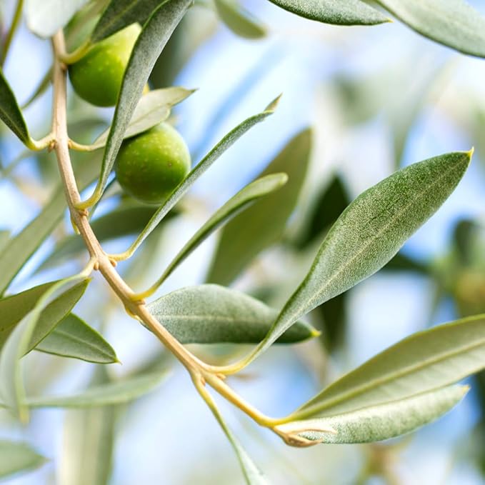 Arbequina Olive 3-4'