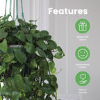 American Plant Exchange Golden Pothos – Live 8-Inch Hanging Basket, Devil’s Ivy, Easy-Care Air Purifying Houseplant, Fast-Growing Trailing Vine for Hanging Planters, Indoor Home or Office Décor