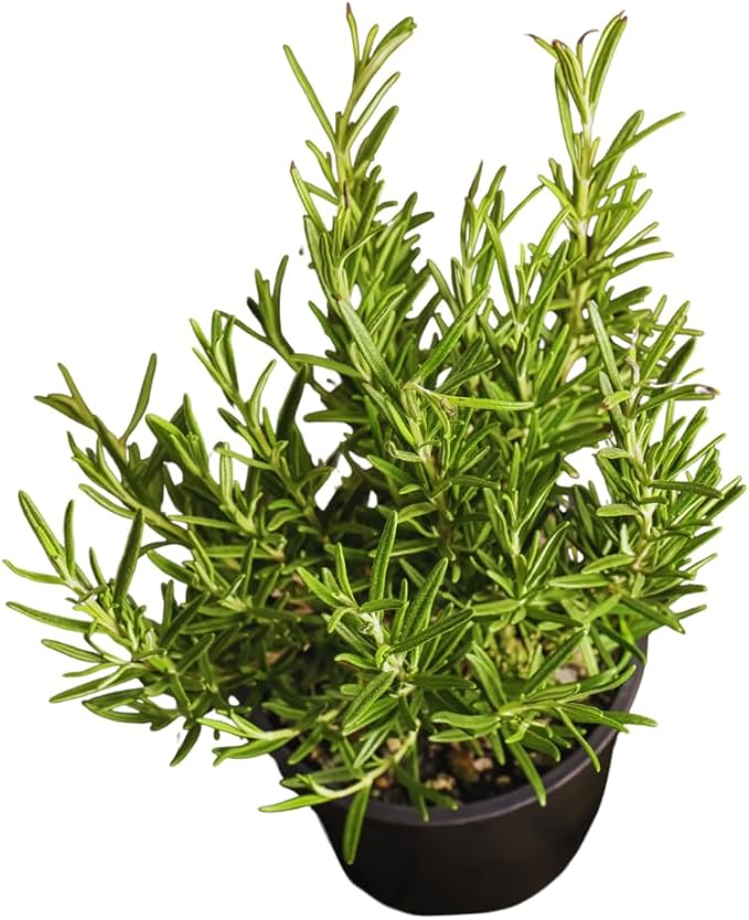 02 Rosemary Plants Live, 4 to 7 Inc Tall, Live Rosemary Plants Indoor Gardening Outdoor, Rosemary Live Plant