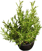 02 Rosemary Plants Live, 4 to 7 Inc Tall, Live Rosemary Plants Indoor Gardening Outdoor, Rosemary Live Plant