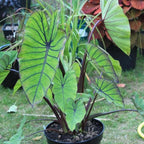 Taro, Blue Hawaii Live Pond Plant Freshwater Water Garden Plants Filters Lily Ponds Bogs Koi and Goldfish Pond Bog Plants Floating Shallow Water Marginal Aquatic Lilies Real Hardy Hyacinth Outdoor