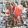 Neochilenia huascensis eriosyce crispa Cacti Cactus Succulent Real Live Plant