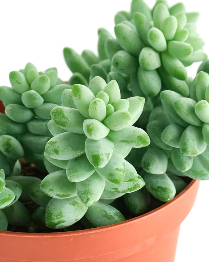 Shop Succulents Burrito Sedum Hanging Succulent, Fully Rooted Live 4" Succulent Plant, Low Maintenance Indoor Plant, Hardy Succulents, Trailing Succulents, Gift & Garden