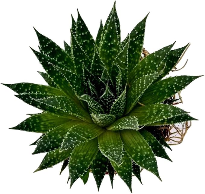 Fat Plants San Diego Succulent Plant(s) Fully Rooted in 4 inch Planter Pots with Soil - Real Live Potted Succulents/Unique Indoor Cactus Decor (1, Aristata Aloe)