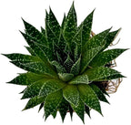 Fat Plants San Diego Succulent Plant(s) Fully Rooted in 4 inch Planter Pots with Soil - Real Live Potted Succulents/Unique Indoor Cactus Decor (1, Aristata Aloe)