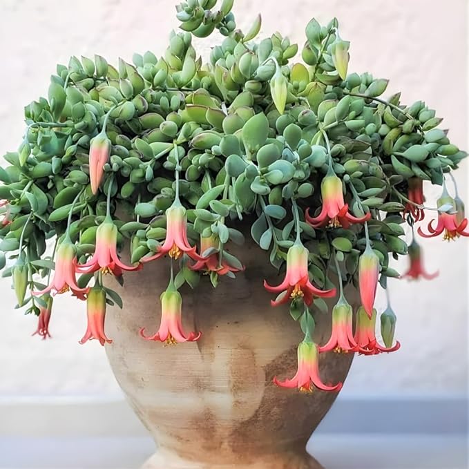 Cotyledon Pendens Succulent Plant Live – 4 Inch Pot | Rare Trailing Houseplant | Easy-Care Indoor Succulent